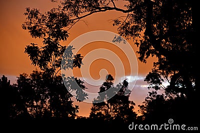 Beautiful Sunset through Eucalyptus Trees Stock Photo