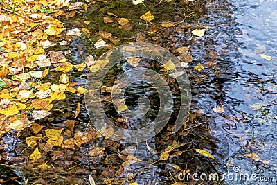 The colourful tree leaves floating on a stream Stock Photo