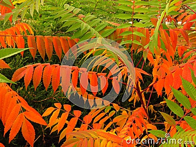 Colourful tree shrubs bushes leaves in autumn. Welcome first autumn days. Vivid red, green, orange and yellow colors. Stock Photo