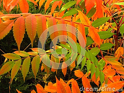 Colourful tree shrubs bushes leaves in autumn. Welcome first autumn days. Vivid red, green, orange and yellow colors. Stock Photo