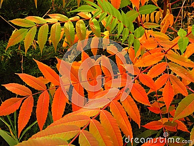 Colourful tree shrubs bushes leaves in autumn. Welcome first autumn days. Vivid red, green, orange and yellow colors. Stock Photo