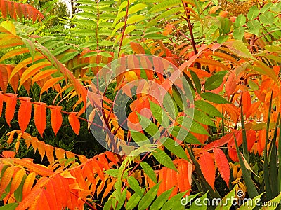 Colourful tree shrubs bushes leaves in autumn. Welcome first autumn days. Vivid red, green, orange and yellow colors. Stock Photo