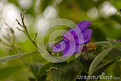 colourful tropical mauve flower Stock Photo