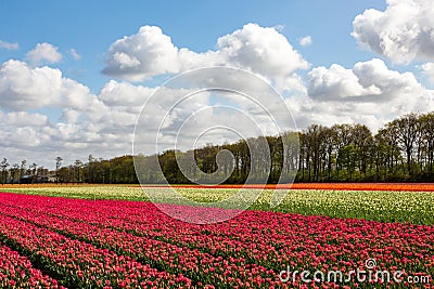 A colourful tulipfield. Stock Photo