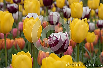 Colourful tulips at Dutch spring garden Keukenhof Holland Stock Photo