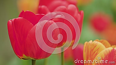 Colourful Tulips Macro Close-up Stock Photo