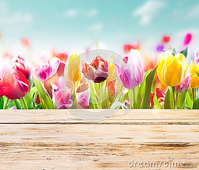 Colourful tulips with rustic wooden boards Stock Photo