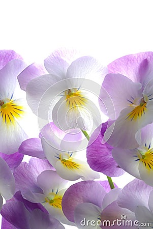 Colourful viola tricolor Stock Photo