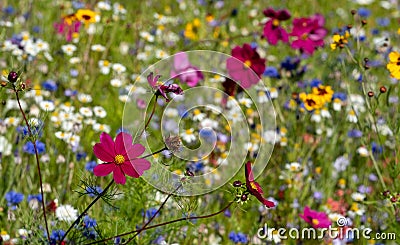 Colourful wild flowers growing in the grass, photographed in the sun outside the Savill Garden, Windsor Great Park, Berkshire UK Stock Photo