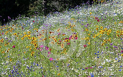 Colourful wild flowers in grass meadow blooming outside Savill Garden, Egham, Surrey, UK. Stock Photo