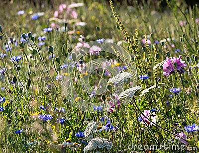 Colourful wild flowers, photographed during a heatwave in Gunnersbury Park, west London, UK. Stock Photo