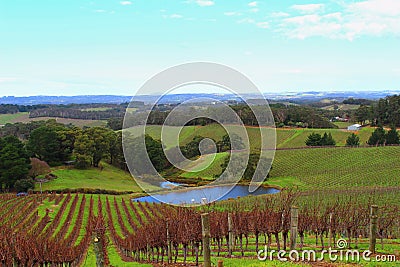 Colourful wine orchad in Adelaide Hills Stock Photo