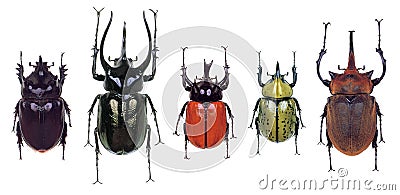 Colourfull Beetles Stock Photo