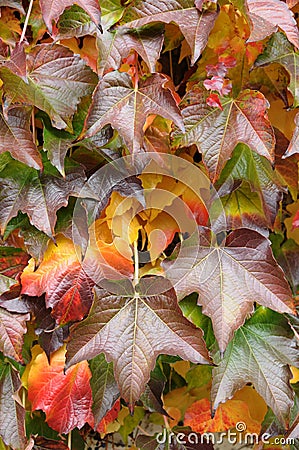 Colourfull green, yellow, red, braun grape leaves in autumn at Stock Photo