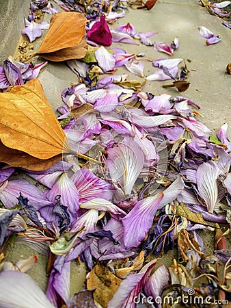 Colours leafs after rain flowers Stock Photo