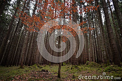 Colours of tree in autumn Stock Photo