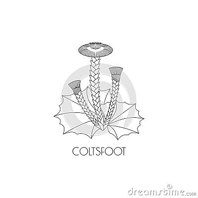 Colstfoot outline icon Vector Illustration