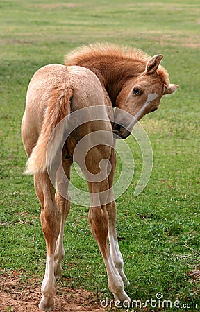 Colt Scratching Itch Stock Photo