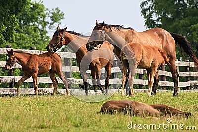 Colts and Mares Stock Photo