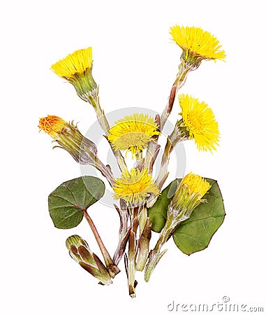 Coltsfoot flowers for tea, isolated Stock Photo