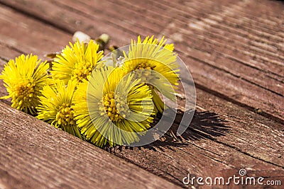 Coltsfoot flowers are on the bench in spring Stock Photo