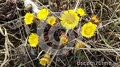 Coltsfoot Flowers Stock Photo