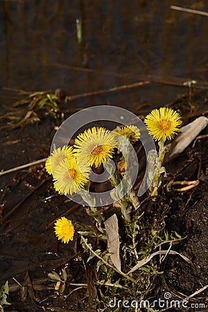 Coltsfoot flowers are growing on the shore of the pond. Foalfoot flowers in nature. Yellow spring herbs for medical use. Stock Photo