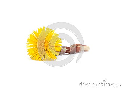 Coltsfoot isolated on white Stock Photo