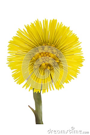 Coltsfoot medical- Tussilago farfara Stock Photo