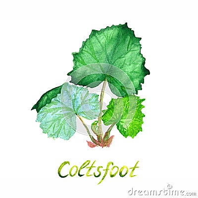 Coltsfoot plant green leaves, isolated on white background hand painted watercolor illustration Cartoon Illustration