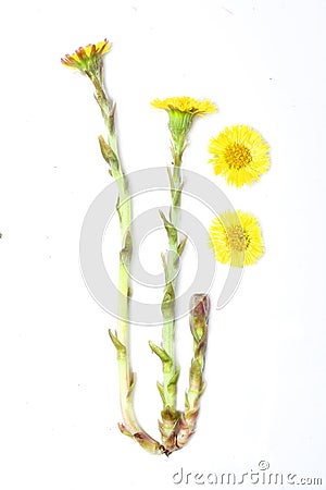 Coltsfoot (Tussilago farfara) Stock Photo