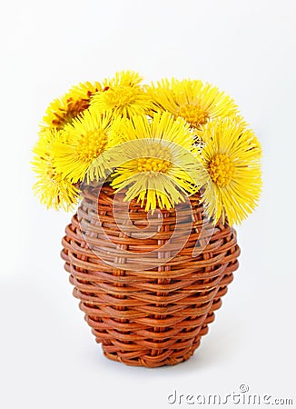Coltsfoot Tussilago farfara flowers bouquet in wicker vase Stock Photo