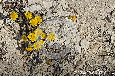 coltsfoot on white lime soil Stock Photo