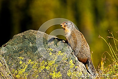 Columbia Ground Squirrel Stock Photo