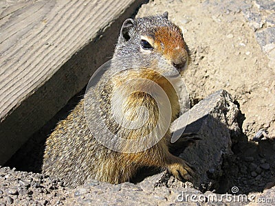 Columbia Ground Squirrel, Urocitellus columbianus, at Rogers Pass, Glacier National Park, British Columbia Stock Photo