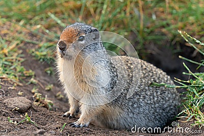 Columbia Ground Squirrel, Urocitellus columbianus Stock Photo