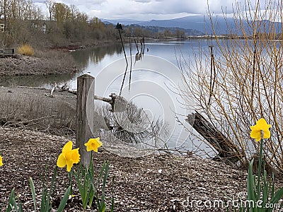 Daffodils near the Port of Camas-Washougal Stock Photo