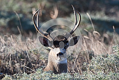 Surprised Buck lifts his head up suddenly Stock Photo