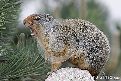 Columbian Ground Squirrel Callling in Banff National Park Stock Photo