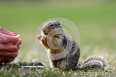 Columbian ground squirrel Urocitellus columbianus is begging a female tourist for food, and just a little while later, it takes Stock Photo