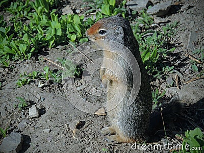 Columbian Ground Squirrel Urocitellus columbianus looking into the morning sun in Glacier National Park Stock Photo