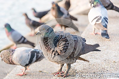 Columbidae Stock Photo