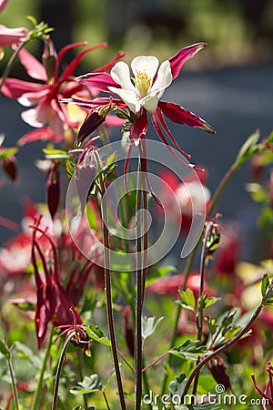 Columbine, Aquilegia red and white flowers, sunlight Stock Photo