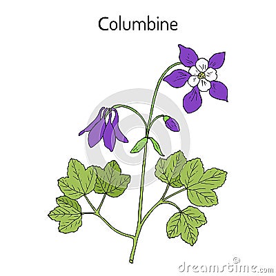 Columbine aquilegia vulgaris , medicinal plant Vector Illustration