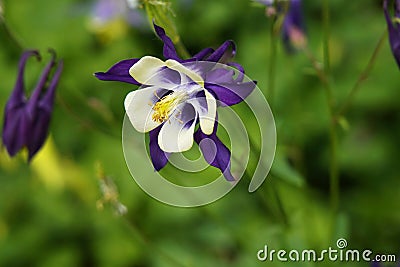 The Columbine - Fanciful Beauty Stock Photo