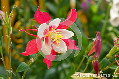 Columbine flowers Stock Photo