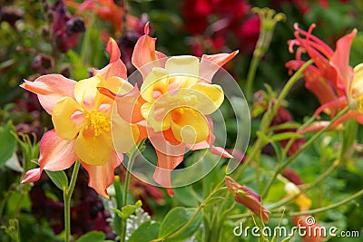 Columbine flowers Stock Photo