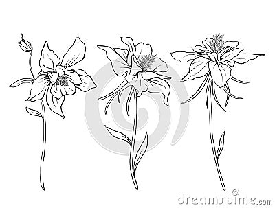 Columbine flowers. Set of outline flowers. Vector Illustration