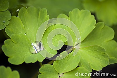 Columbine Leaves with a Raindrop Stock Photo