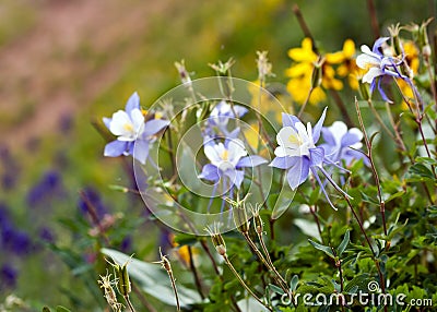 Columbine Wildflowers Colorado State Flower Stock Photo